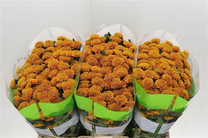 50PCS Seeds Chrysanthemum Orange Flowers