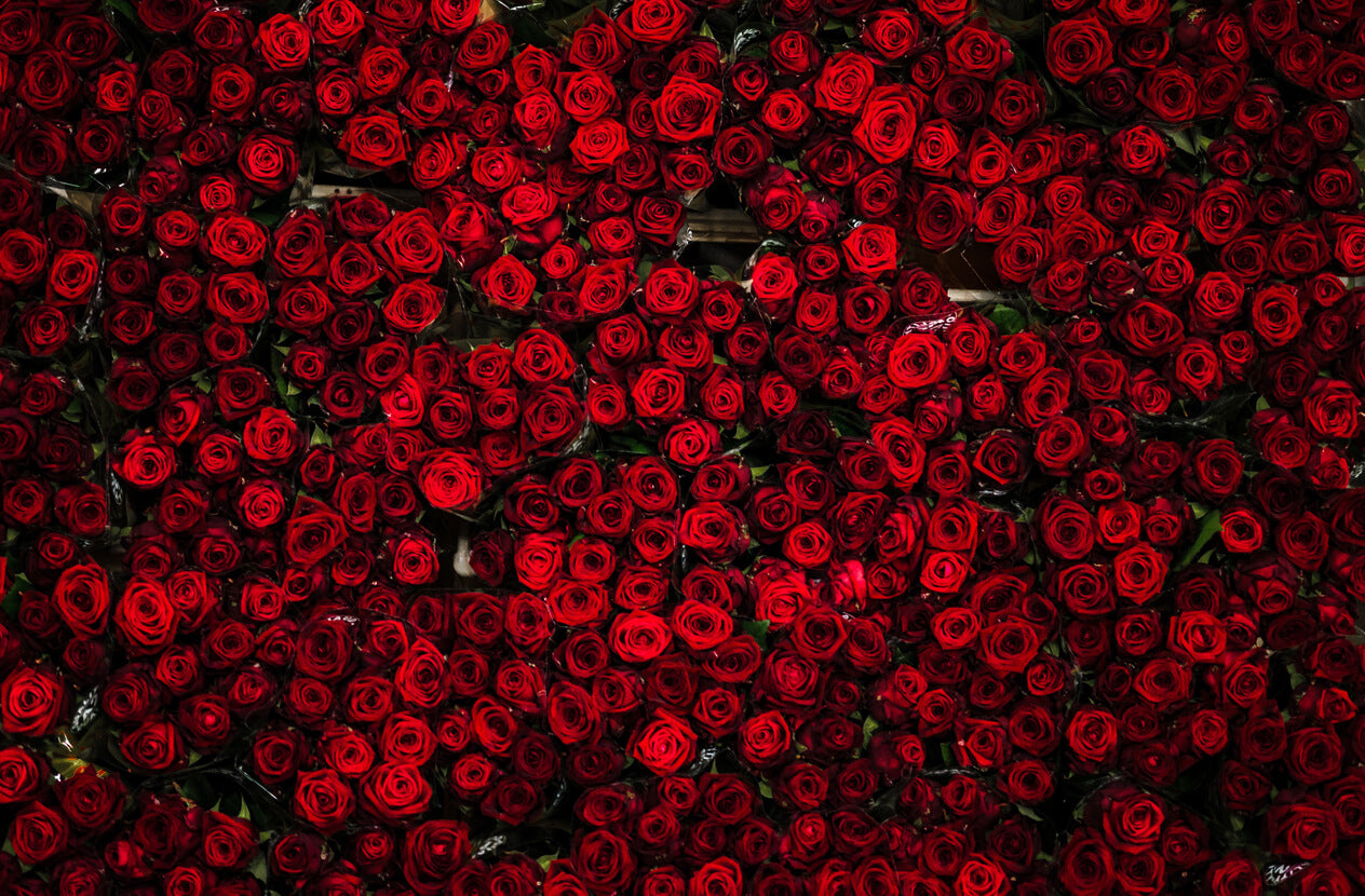 Valentine's day fresh red roses