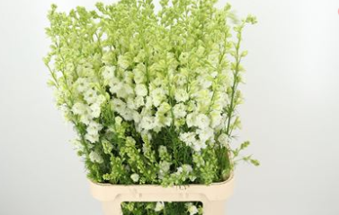 White Delphinium