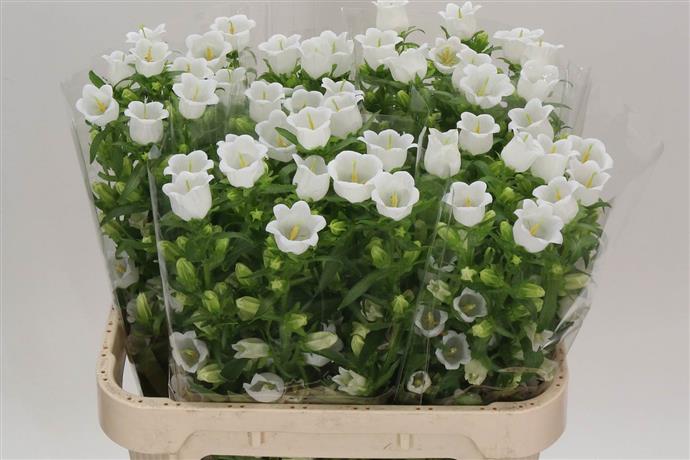 Campanula - White