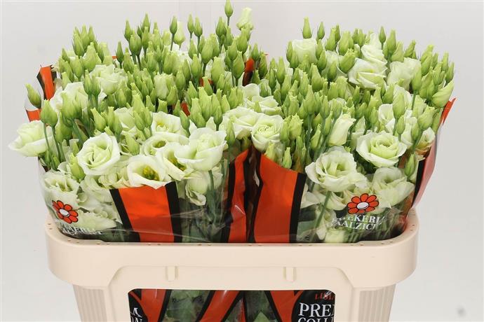 Eustoma (Lisianthus) - Green