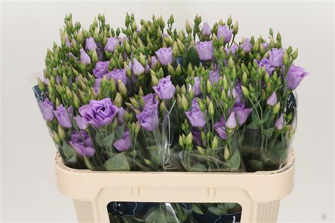 Eustoma (Lisianthus) - Lilac