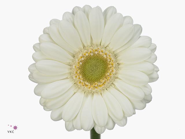 Gerbera - White