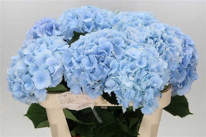 Hydrangea - Blue