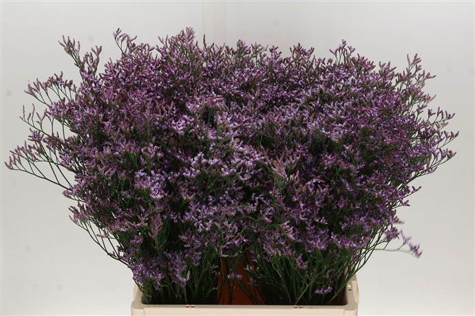 Limonium (Sea Spray) - Lilac