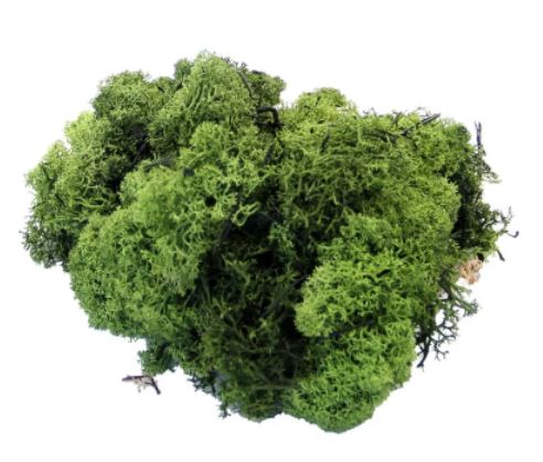 Reindeer Moss - Dark Green