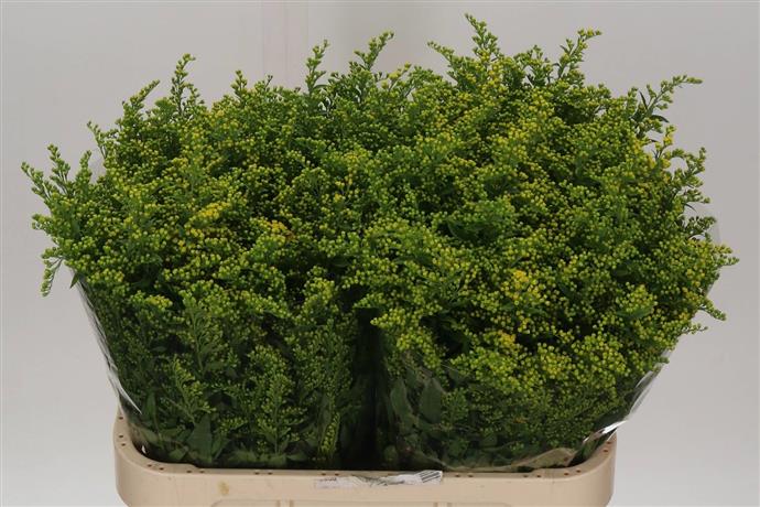 SOLIDAGO